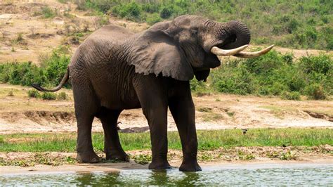 Achtergrondafbeelding van een olifant die drinkt uit een rivier in Zambia, met een luxe lodge op de achtergrond.