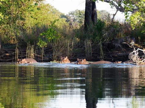 Panoramafoto van de uitgestrekte Busanga Plains in Kafue National Park, Zambia, met wilde dieren in de verte.