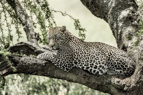 Een luipaard die rust op een boomtak in South Luangwa National Park.