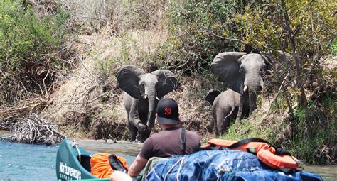 Kanoërs op de Zambezi-rivier, met olifanten die aan de oever drinken op de achtergrond.