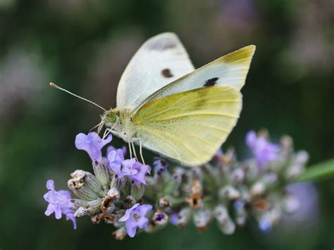 Vlinder tuin met witte papiervlinders