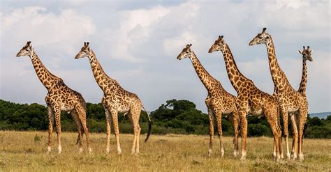 Een groep giraffen die grazen in de Réserve Africaine de Sigean.