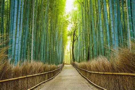 Gezicht op de bamboebos van Arashiyama in Kyoto.