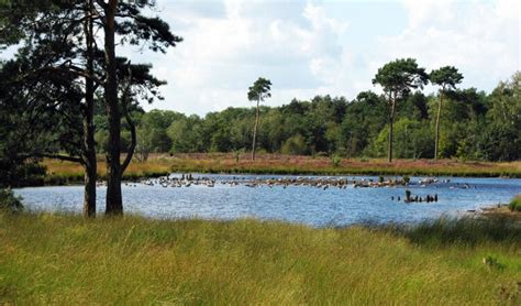 panorama van het natuurgebied Herperduin met heide, zandverstuivingen en dennenbomen