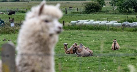 alpaca's en kamelen grazend op een wei bij de camping
