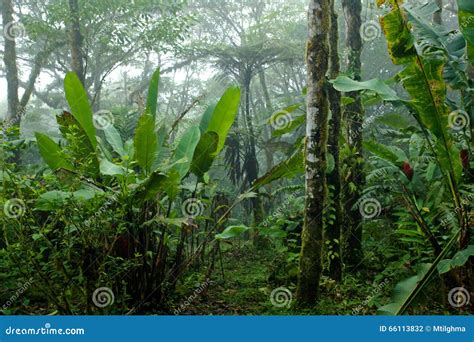 panoramisch uitzicht op weelderig Costa Ricaans regenwoud met mistige bergtoppen
