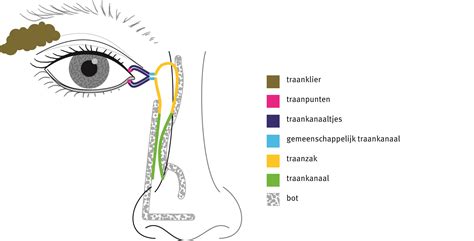 Schema van de traanwegen, met de traanklier, traanpunten, traankanaaltjes, traanzak en neustraankanaal.