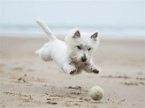 Een hond genietend op het strand van Wassenaar