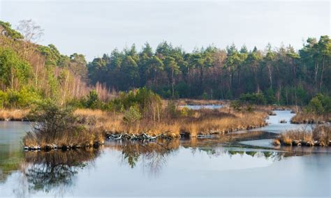 Landschap van de Brabantse Kempen met bossen en vennen