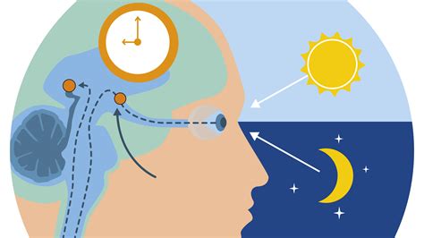 Schematische weergave van de biologische klok in de hersenen en de invloed van licht.