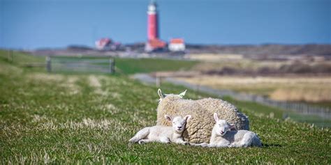Schaapjes met lammetjes in een weide op Texel