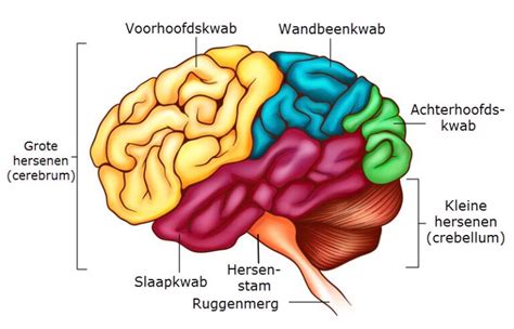 Schema dat de relatie tussen zintuiglijke input, hersenactiviteit en creativiteit weergeeft.