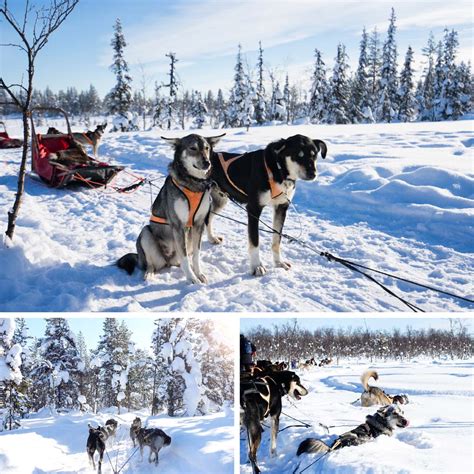 Een dynamische foto van mensen die rodelen of een huskytocht maken in de sneeuw.