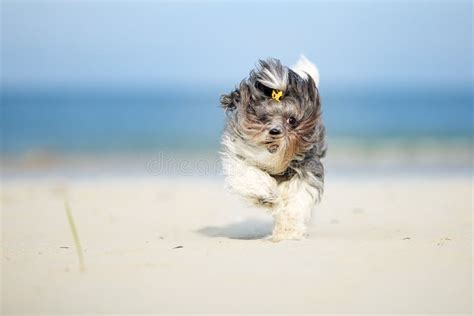 hond die vrolijk rent op het strand van Domburg