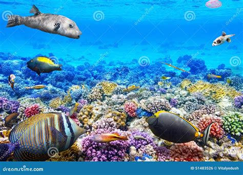 Onderwaterwereld met koraal en tropische vissen bij Frans-Polynesië