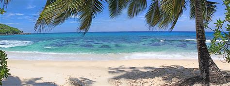 Idyllisch strand met palmbomen en helderblauw water in de Dominicaanse Republiek