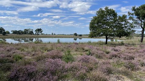 Uitzicht op de Strabrechtse Heide nabij Mierlo