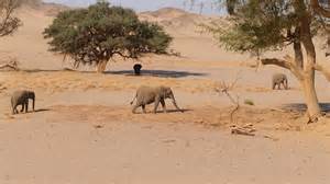 Woestijnelephanten in de droge rivierbeddingen van Namibië
