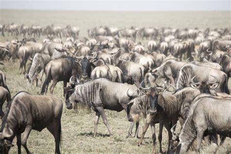Grote kudde wildebeesten tijdens de jaarlijkse migratie in de Serengeti, Tanzania
