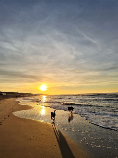 Hond rent blij over het strand in Zeeland