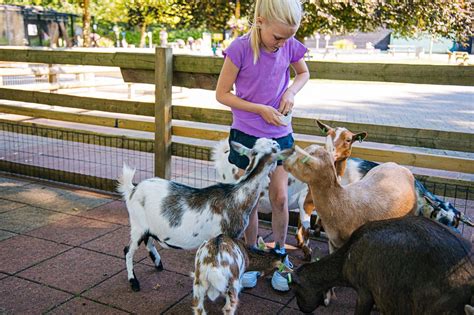 Kinderen die geitjes voeren op een kinderboerderij