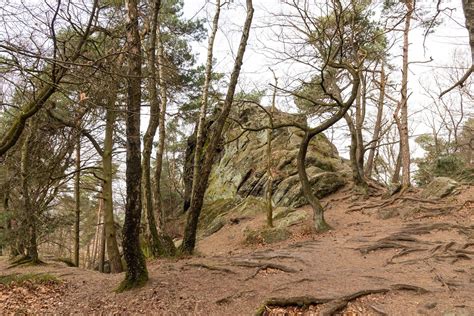 Uitzicht vanaf de Dörenther Klippen over het Teutoburgerwoud