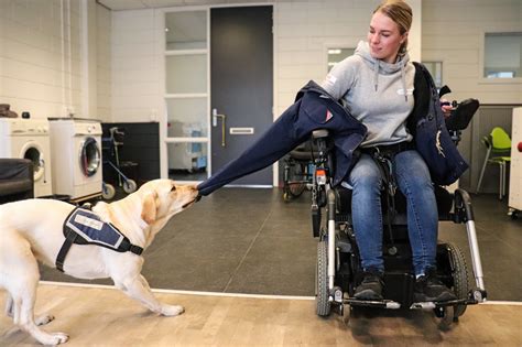 Foto van een erkende hulphond die passagiers assisteert op een luchthaven.
