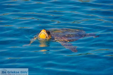 Caretta caretta schildpad zwemt in de zee bij Zakynthos
