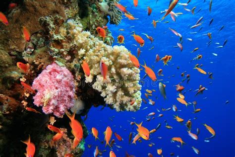 onderwaterfoto van kleurrijke vissen en koraal