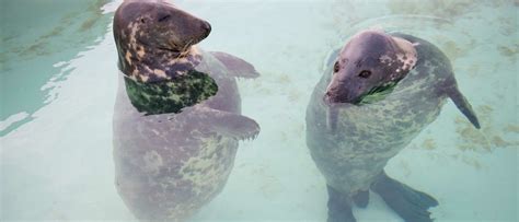 Zeehonden in het bassin van Ecomare