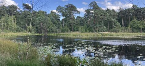 Landschapsfoto van een Nationaal Park in Nederland, met bossen en vennen.