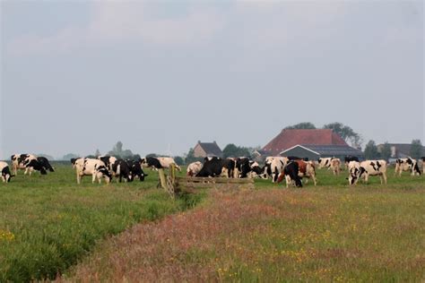Landschap van Zeeland met boerderij en weilanden
