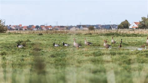 Landschap van de Uitkerkse Polder met weidevogels