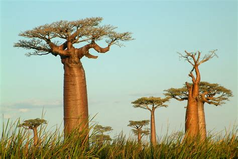 Foto van baobab bomen in Madagascar