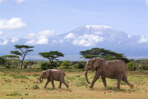 Olifanten in Amboseli Nationaal Park met de Kilimanjaro op de achtergrond