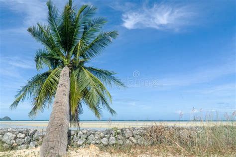 Eagle Beach met de iconische dividivibomen en het witte zandstrand