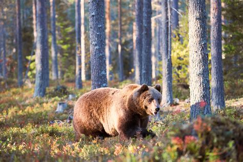 bruine beer in een natuurlijke omgeving in Finland