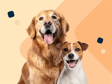 Foto van een hond in een speciaal ingerichte hondenbungalow.