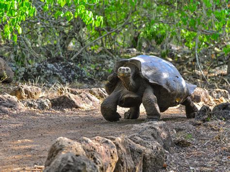 gigantische schildpad die langzaam over een pad loopt op de Galapagos eilanden