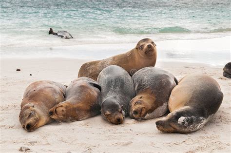 zeeleeuwen die zonnebaden op een rotsachtig strand op de Galapagos eilanden