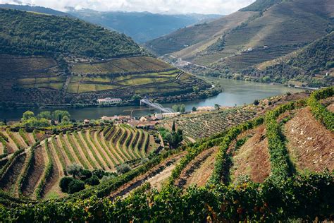 Uitzicht op de Douro vallei met rijen wijngaarden