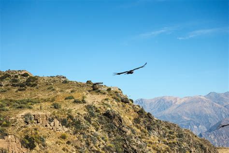 Een Andescondor zweeft boven de diepe Colca Canyon.