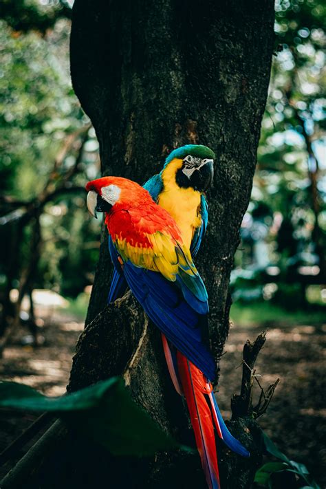 Een kleurrijke ara zit in een boom in het Peruaanse regenwoud.