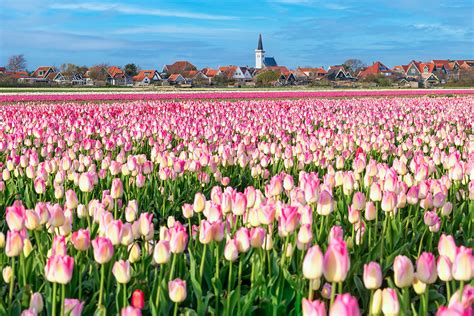 Kleurrijke bloembollenvelden in de lente in Anna Paulowna