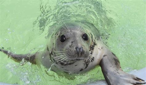 Foto van zeehonden bij Ecomare