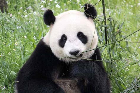Foto van de reuzenpanda's Xing Ya en Wu Wen in Ouwehands Dierenpark