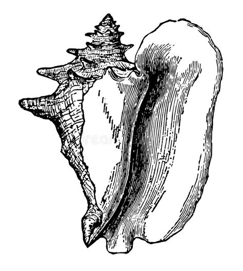 illustratie van de Strombus gigas schelp