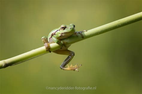 Een boomkikker op een tak, gedetailleerd gefotografeerd.