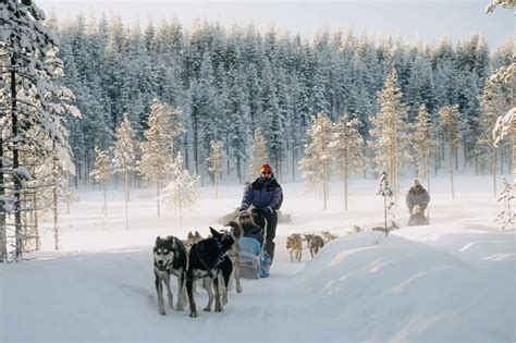 huskytocht door besneeuwd bos in Lapland