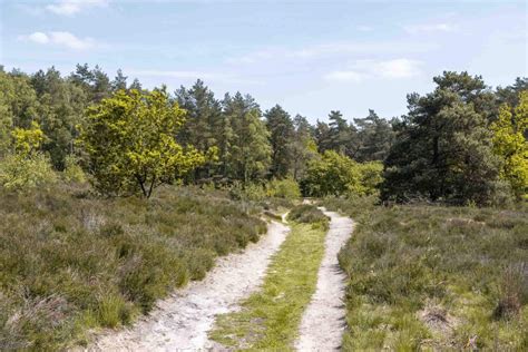 Wandelaar met hond in het Nationaal Park Hoge Kempen